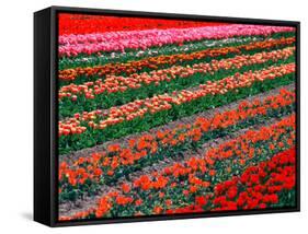 Tulip Fields, Southland, New Zealand-David Wall-Framed Stretched Canvas
