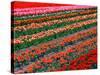 Tulip Fields, Southland, New Zealand-David Wall-Stretched Canvas