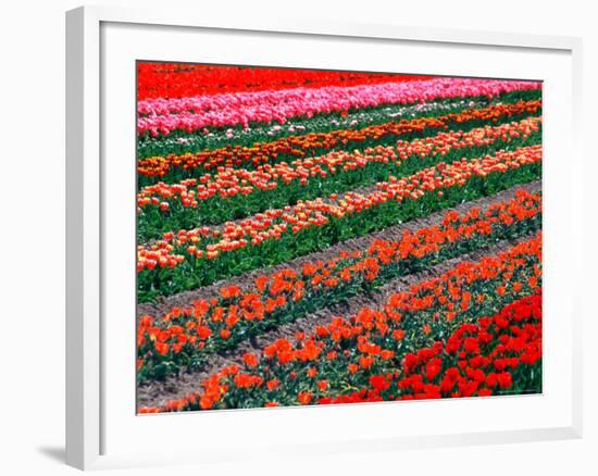 Tulip Fields, Southland, New Zealand-David Wall-Framed Photographic Print