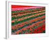 Tulip Fields, Southland, New Zealand-David Wall-Framed Photographic Print