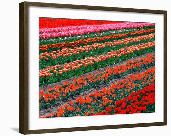 Tulip Fields, Southland, New Zealand-David Wall-Framed Photographic Print