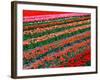 Tulip Fields, Southland, New Zealand-David Wall-Framed Photographic Print