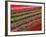 Tulip Fields, Southland, New Zealand-David Wall-Framed Photographic Print