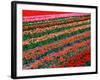 Tulip Fields, Southland, New Zealand-David Wall-Framed Photographic Print