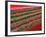 Tulip Fields, Southland, New Zealand-David Wall-Framed Photographic Print