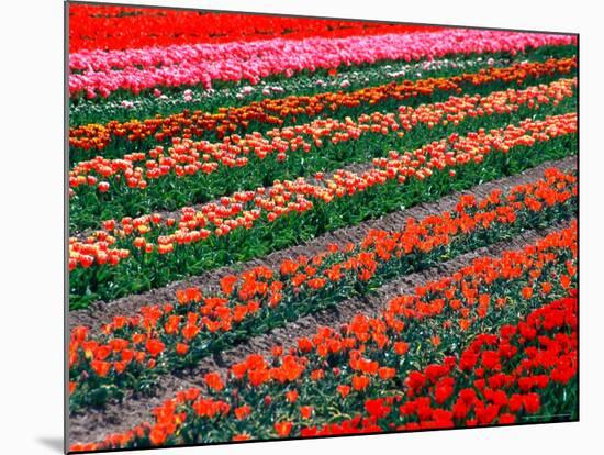 Tulip Fields, Southland, New Zealand-David Wall-Mounted Photographic Print