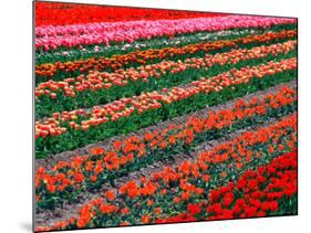 Tulip Fields, Southland, New Zealand-David Wall-Mounted Photographic Print