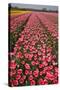 Tulip Fields Springtime in and around Lisse, Netherlands-Darrell Gulin-Stretched Canvas