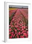 Tulip Fields Springtime in and around Lisse, Netherlands-Darrell Gulin-Framed Photographic Print