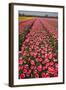 Tulip Fields Springtime in and around Lisse, Netherlands-Darrell Gulin-Framed Photographic Print