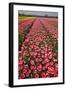 Tulip Fields Springtime in and around Lisse, Netherlands-Darrell Gulin-Framed Photographic Print