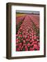 Tulip Fields Springtime in and around Lisse, Netherlands-Darrell Gulin-Framed Photographic Print