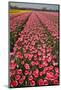 Tulip Fields Springtime in and around Lisse, Netherlands-Darrell Gulin-Mounted Photographic Print