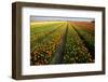 Tulip Fields Springtime in and around Lisse, Netherlands-Darrell Gulin-Framed Photographic Print