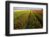 Tulip Fields Springtime in and around Lisse, Netherlands-Darrell Gulin-Framed Photographic Print