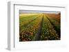 Tulip Fields Springtime in and around Lisse, Netherlands-Darrell Gulin-Framed Photographic Print