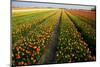 Tulip Fields Springtime in and around Lisse, Netherlands-Darrell Gulin-Mounted Photographic Print