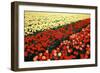 Tulip Fields with Vivid Red and Yellow Tulips in Julianadorp at Northwest Tip of Holl…, 1986 (Photo-Nathan Benn-Framed Giclee Print