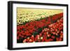 Tulip Fields with Vivid Red and Yellow Tulips in Julianadorp at Northwest Tip of Holl…, 1986 (Photo-Nathan Benn-Framed Giclee Print