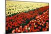 Tulip Fields with Vivid Red and Yellow Tulips in Julianadorp at Northwest Tip of Holl…, 1986 (Photo-Nathan Benn-Mounted Giclee Print