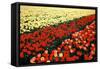 Tulip Fields with Vivid Red and Yellow Tulips in Julianadorp at Northwest Tip of Holl…, 1986 (Photo-Nathan Benn-Framed Stretched Canvas
