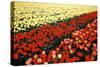 Tulip Fields with Vivid Red and Yellow Tulips in Julianadorp at Northwest Tip of Holl…, 1986 (Photo-Nathan Benn-Stretched Canvas