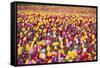 Tulip Fields, Wooden Shoe Tulip Farm, Woodburn Oregon, United States-Craig Tuttle-Framed Stretched Canvas