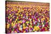 Tulip Fields, Wooden Shoe Tulip Farm, Woodburn Oregon, United States-Craig Tuttle-Stretched Canvas