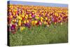 Tulip Fields, Wooden Shoe Tulip Farm, Woodburn Oregon, United States-Craig Tuttle-Stretched Canvas