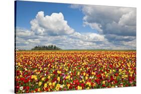 Tulip Fields, Wooden Shoe Tulip Farm, Woodburn Oregon, United States-Craig Tuttle-Stretched Canvas