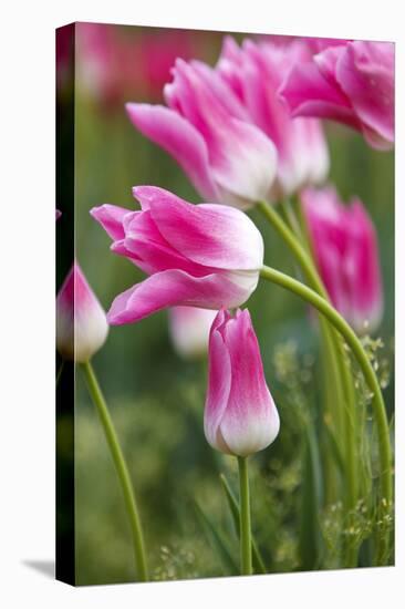 Tulip Fields, Wooden Shoe Tulip Farm, Woodburn Oregon, United States-Craig Tuttle-Stretched Canvas