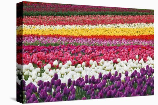 Tulip Fields, Wooden Shoe Tulip Farm, Woodburn Oregon, United States-Craig Tuttle-Stretched Canvas