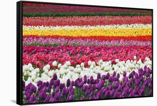 Tulip Fields, Wooden Shoe Tulip Farm, Woodburn Oregon, United States-Craig Tuttle-Framed Stretched Canvas