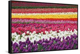 Tulip Fields, Wooden Shoe Tulip Farm, Woodburn Oregon, United States-Craig Tuttle-Framed Stretched Canvas