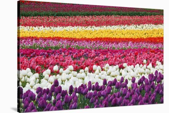 Tulip Fields, Wooden Shoe Tulip Farm, Woodburn Oregon, United States-Craig Tuttle-Stretched Canvas