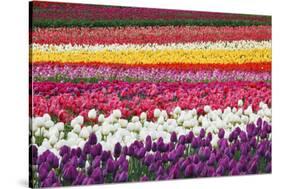 Tulip Fields, Wooden Shoe Tulip Farm, Woodburn Oregon, United States-Craig Tuttle-Stretched Canvas