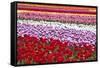 Tulip Fields, Wooden Shoe Tulip Farm, Woodburn Oregon, United States-Craig Tuttle-Framed Stretched Canvas