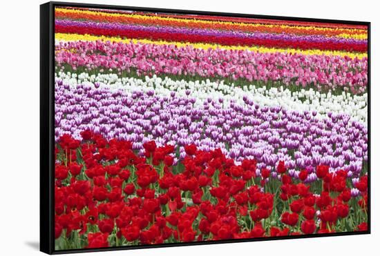 Tulip Fields, Wooden Shoe Tulip Farm, Woodburn Oregon, United States-Craig Tuttle-Framed Stretched Canvas
