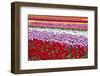 Tulip Fields, Wooden Shoe Tulip Farm, Woodburn Oregon, United States-Craig Tuttle-Framed Photographic Print