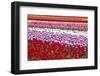 Tulip Fields, Wooden Shoe Tulip Farm, Woodburn Oregon, United States-Craig Tuttle-Framed Photographic Print