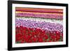 Tulip Fields, Wooden Shoe Tulip Farm, Woodburn Oregon, United States-Craig Tuttle-Framed Photographic Print