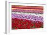 Tulip Fields, Wooden Shoe Tulip Farm, Woodburn Oregon, United States-Craig Tuttle-Framed Photographic Print