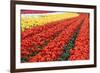 Tulip Fields, Wooden Shoe Tulip Farm, Woodburn Oregon, United States-Craig Tuttle-Framed Photographic Print