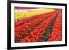 Tulip Fields, Wooden Shoe Tulip Farm, Woodburn Oregon, United States-Craig Tuttle-Framed Photographic Print