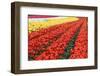 Tulip Fields, Wooden Shoe Tulip Farm, Woodburn Oregon, United States-Craig Tuttle-Framed Photographic Print