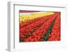 Tulip Fields, Wooden Shoe Tulip Farm, Woodburn Oregon, United States-Craig Tuttle-Framed Photographic Print