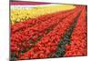 Tulip Fields, Wooden Shoe Tulip Farm, Woodburn Oregon, United States-Craig Tuttle-Mounted Photographic Print