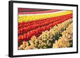 Tulip Fields, Wooden Shoe Tulip Farm, Woodburn Oregon, United States-Craig Tuttle-Framed Photographic Print