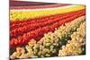 Tulip Fields, Wooden Shoe Tulip Farm, Woodburn Oregon, United States-Craig Tuttle-Mounted Photographic Print