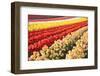 Tulip Fields, Wooden Shoe Tulip Farm, Woodburn Oregon, United States-Craig Tuttle-Framed Photographic Print